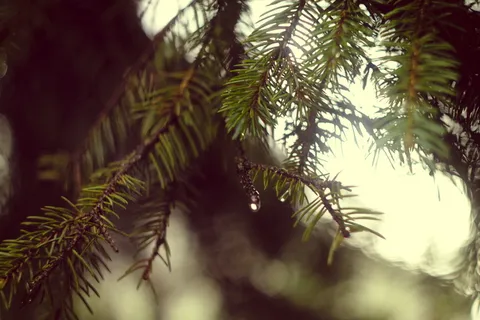 散景, 树, 森林, 松树, 水, 下降, 植物, 增长