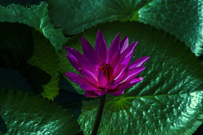 莲花、睡莲、植物、水生、花卉、异国情调、盛开、天然