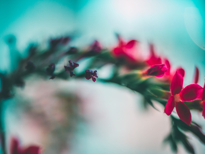 花卉特写摄影