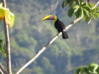 自然、树木、鸟类、户外、树叶、热带、巨嘴鸟、脊椎动物