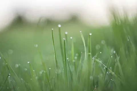 选择性,聚焦摄影,绿色,草,草,露珠,自然,户外 选择性,聚焦摄影,绿色,草,草,露珠,自然,户外