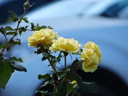 花卉,玫瑰,黄色,花园,自然,植物,花卉,开花植物 花卉,玫瑰,黄色,花园,自然,植物,花卉,开花植物