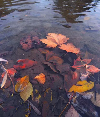 树叶、秋天、水、水池、湖泊、河流、自然、公园