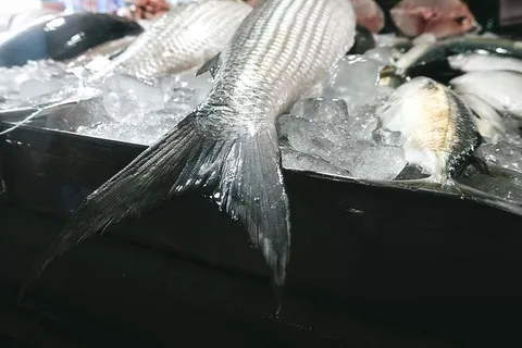 鱼尾特写 鱼尾特写