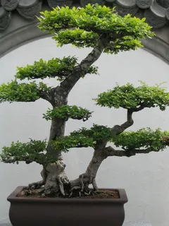 绿色盆景植物,盆景,盆景树,小,树,植物,绿色,叶子 绿色盆景植物,盆景,盆景树,小,树,植物,绿色,叶子