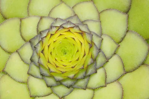 绿色，黄色，植物，韭菜，屋顶韭菜，普通姜黄，厚板温室，sempervivum