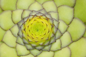 绿色，黄色，植物，韭菜，屋顶韭菜，普通姜黄，厚板温室，sempervivum