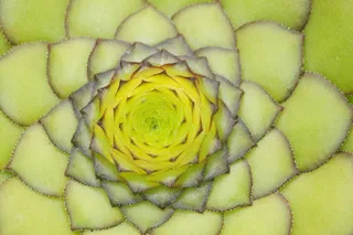 绿色，黄色，植物，韭菜，屋顶韭菜，普通姜黄，厚板温室，sempervivum