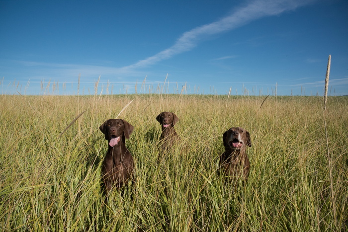 狗，草，海滩，天空，心脏，巧克力，绿色，蓝色