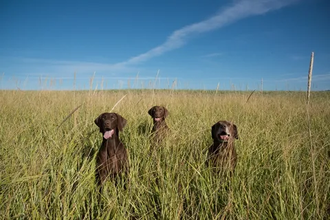 狗，草，海滩，天空，心脏，巧克力，绿色，蓝色
