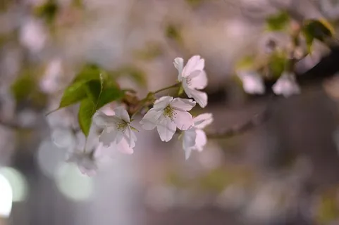 樱花,樱花,樱花,日本,樱花,日本春天,粉红色,盛开,k 樱花,樱花,樱花,日本,樱花,日本春天,粉红色,盛开,k