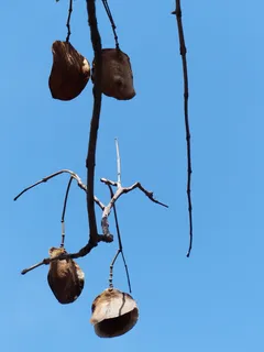 胶囊, 种子, 平, lederartig, 红褐色, 科, 树, 喇叭 胶囊, 种子, 平, lederartig, 红褐色, 科, 树, 喇叭