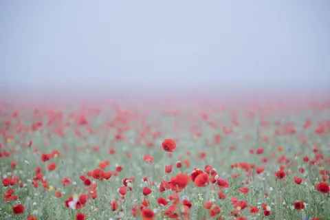 红色花田, 花, 原野, 红色, 绿色, 罂粟, 雾, 薄雾