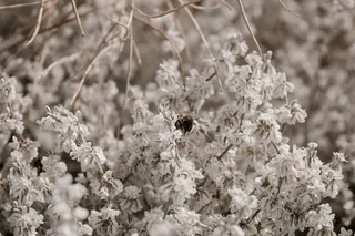 在美国，瓦拉·瓦拉，惠特曼使团国家历史遗址，自然，自然，白色，褪色，蜜蜂