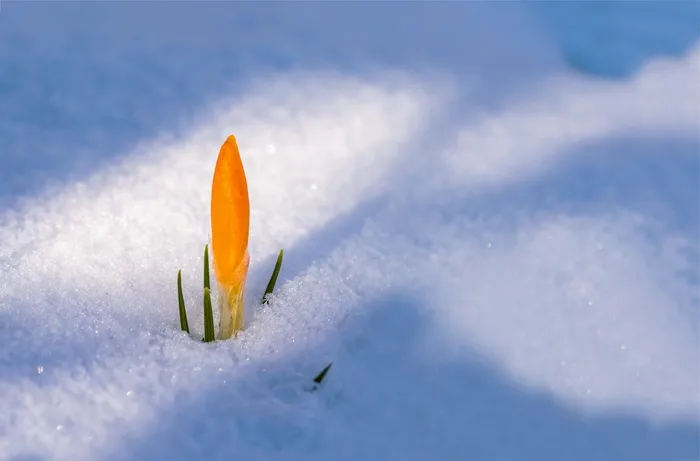 浅，聚焦摄影，黄色，花瓣花，覆盖，雪原，春天觉醒，番红花