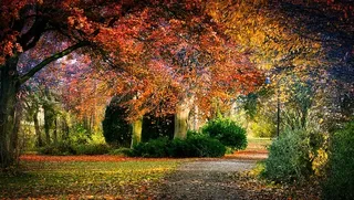 秋天，公园，树叶，自然，树木，金色的十月，童话，秋天的颜色