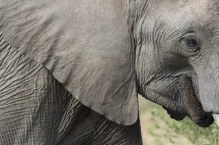 自然，动物，鼻子，公园，非洲，大，耳朵，大象