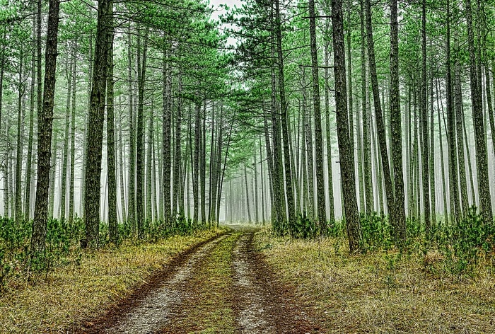 道路，树木，木材，自然，景观，树木，森林，针叶林