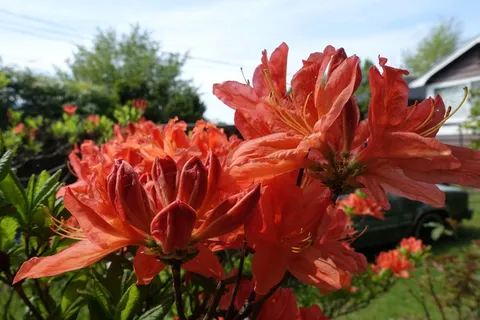 自然,花朵,春天,植物,开花,开花,开花,开花,开花 自然,花朵,春天,植物,开花,开花,开花,开花,开花