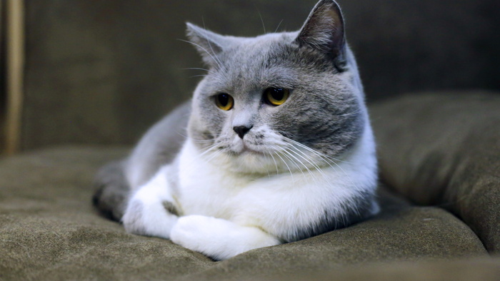 灰色和白色的猫躺在黑色绒面革沙发上