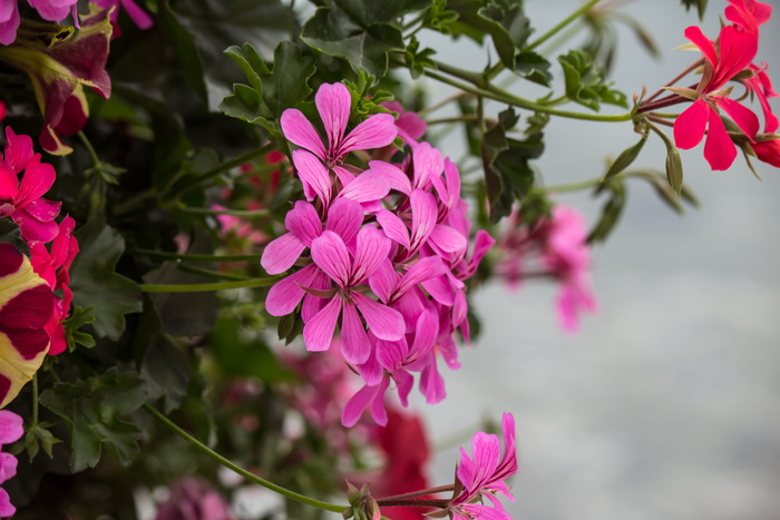 瑞士, sarnen, sarnen seefeld, 粉彩, 花, 宏, 模糊, 背景虚化