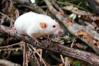 老鼠，宠物，可爱，啮齿动物，小飞象鼠，森林，树枝，可爱