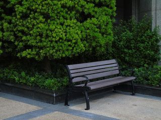 思考，孤独，椅子，失踪，座位，植物，长凳，成长