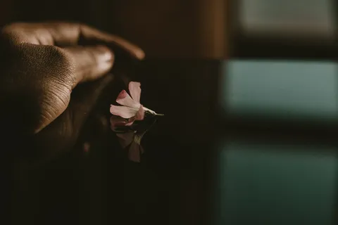 粉红色花瓣的弱光照片