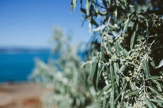 保加利亚黑海奈斯巴尔树特写