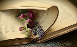 粉色，紫色，花瓣花，书页，花，书，页，旧书