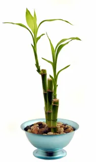 幸运的竹子,竹子,室内植物,盆栽植物,花瓶,花,植物,没有人 幸运的竹子,竹子,室内植物,盆栽植物,花瓶,花,植物,没有人