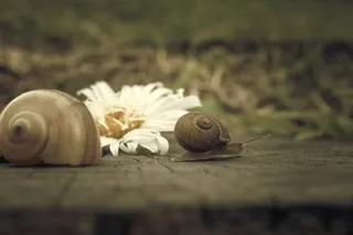 花，蜗牛，大型，螺旋形，腹足类，软体动物，软体动物，贝壳