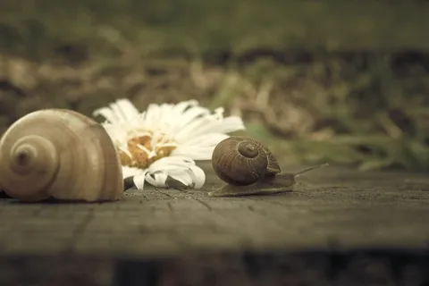 花,蜗牛,大型,螺旋形,腹足类,软体动物,软体动物,贝壳 花,蜗牛,大型,螺旋形,腹足类,软体动物,软体动物,贝壳