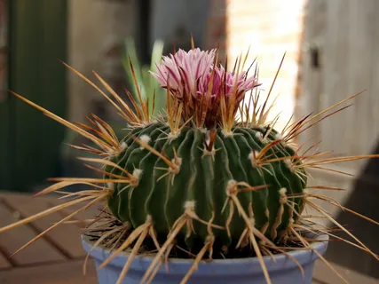 仙人掌,花,植物,开花,植物,仙人掌,花,自然,生长 仙人掌,花,植物,开花,植物,仙人掌,花,自然,生长