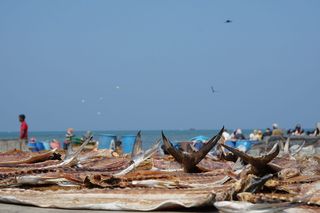 市场, 鱼, 干, 尼甘布, 斯里兰卡, 海, 海滩, 户外