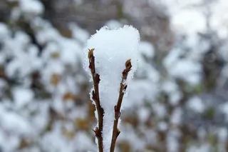 树枝，雪，冬天，自然，美学，树枝，寒冷，下雪