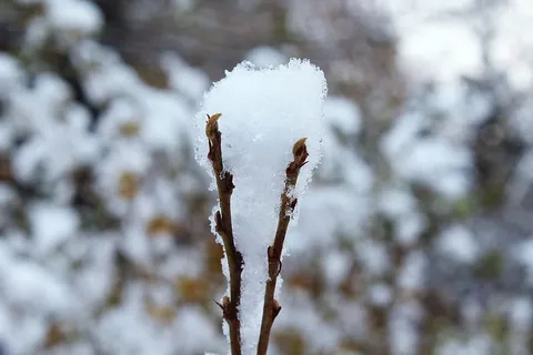 树枝,雪,冬天,自然,美学,树枝,寒冷,下雪 树枝,雪,冬天,自然,美学,树枝,寒冷,下雪