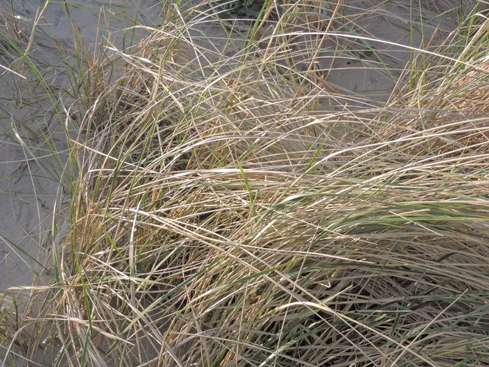 马兰草，沙子，海滩，植物，生长，自然，草，白天