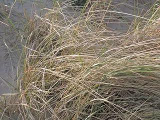 马兰草，沙子，海滩，植物，生长，自然，草，白天