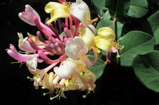 红金银花，匍匐茎，香水，植物，花，开花植物，脆弱性，新鲜度