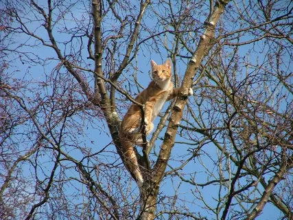猫,姜,树,卡,蓝天,动物主题,动物,树枝 猫,姜,树,卡,蓝天,动物主题,动物,树枝