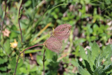 花,山,草原,植物,生长,叶,植物部分,特写 花,山,草原,植物,生长,叶,植物部分,特写