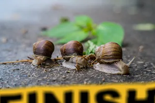 比赛，竞争，游戏，蜗牛，蜗牛，完成，冲刺，速度