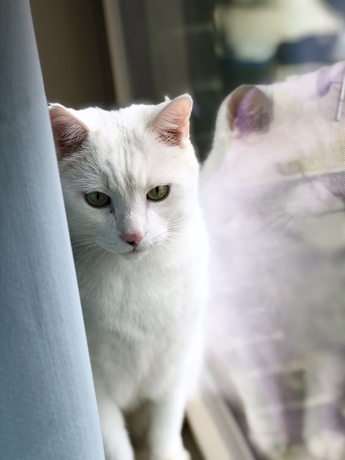 美国育空地区，第36街西南10720号，蓬松，窗帘，倒影，猫，宠物