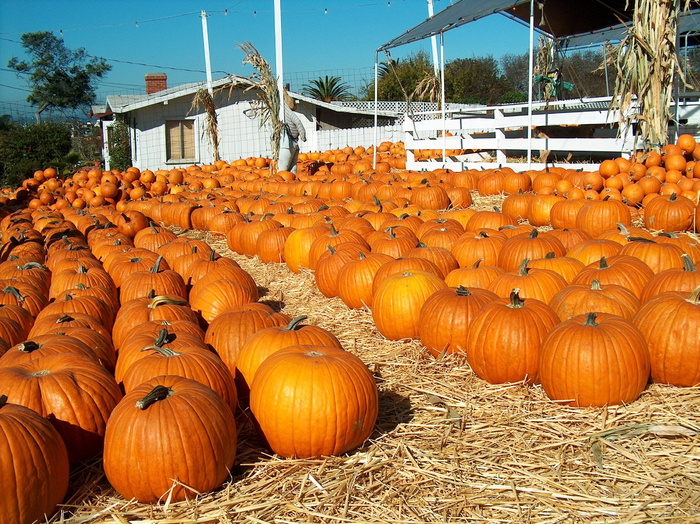 pumkins，patch，pumkin patch，redondo beach，加利福尼亚，万圣节，橙色，南瓜