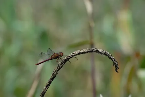 蜻蜓，玉米穗，飞行，动物，动物主题，关注前景，野生动物，野生动物