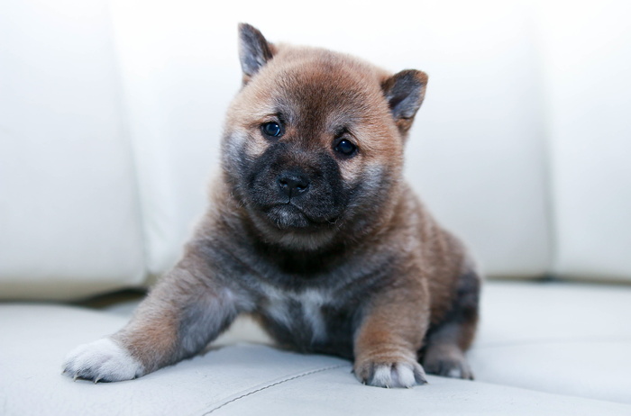 棕色，黑色，秋田犬，小狗，小狗，小狗，动物，可爱