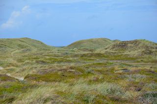 丹麦、husby klitplantage、斯堪的纳维亚、北海、夏季、海岸、西日德兰、沙丘草