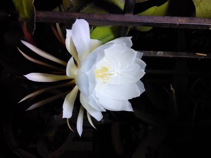 花朵，bramhakamal花朵，一年生花朵，白花，香花，花朵特写，自然，花瓣