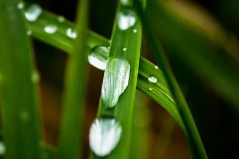 特写,露水,草,水滴,湿,自然,植物,叶子 特写,露水,草,水滴,湿,自然,植物,叶子